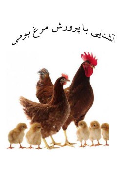 آشنایی با اصول پرورش مرغ بومی