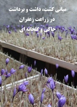 کشت، داشت و برداشت در زراعت زعفران خاکی و گلخانه ای
