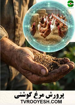 پرورش مرغ گوشتی، مدیریت طیور