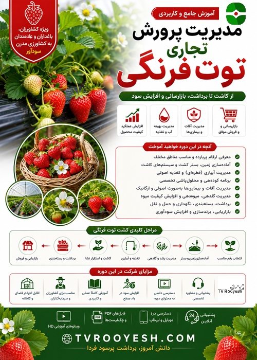 راهنمای جامع و مدیریت پرورش تجاری توت فرنگی