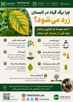 چرا برگ گیاه در تابستان زرد می‌شود؟