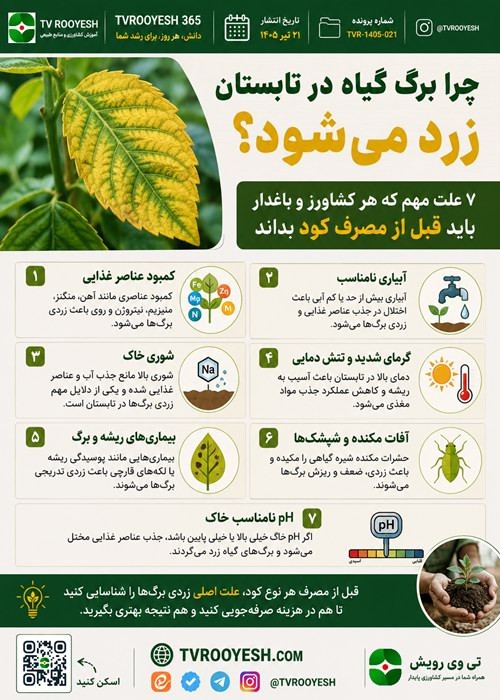 چرا برگ گیاه در تابستان زرد می‌شود؟
