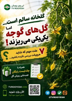 ۷ علت ریزش گل گوجه‌فرنگی در گلخانه و راهکارهای مدیریت آن
