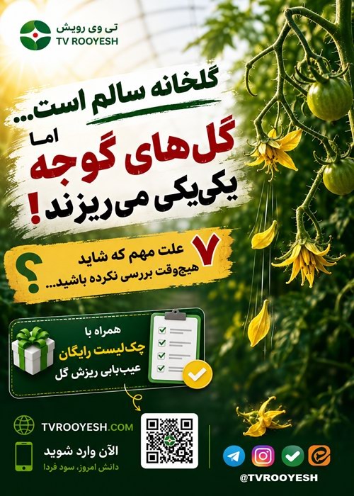 ۷ علت ریزش گل گوجه‌فرنگی در گلخانه و راهکارهای مدیریت آن